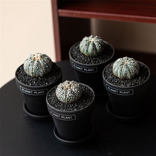 超兜仙人球实生星兜精品海星开花仙人掌科可爱多肉植物小盆栽无刺