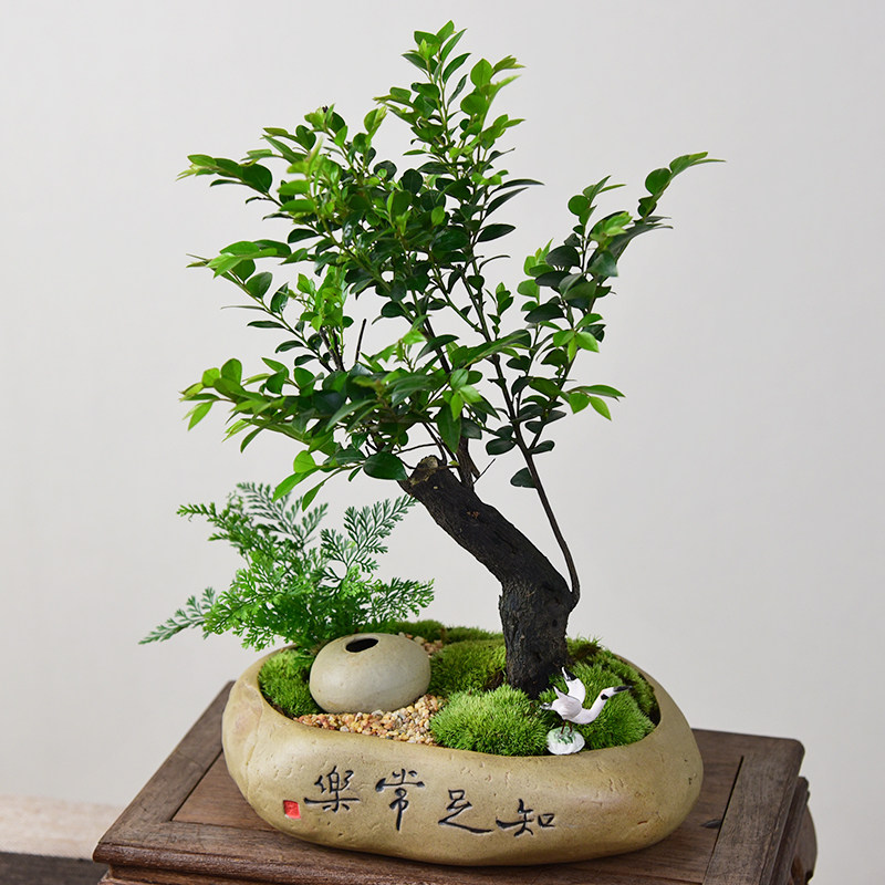 黑骨茶小叶紫檀盆景室内办公室盆栽客厅桌面绿植装饰植物四季好养