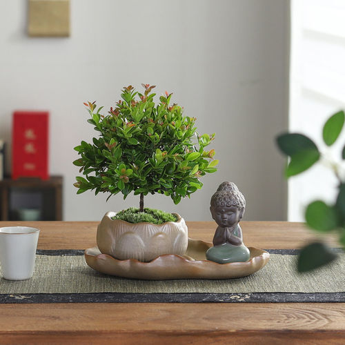小叶赤楠盆栽中式禅意植物
