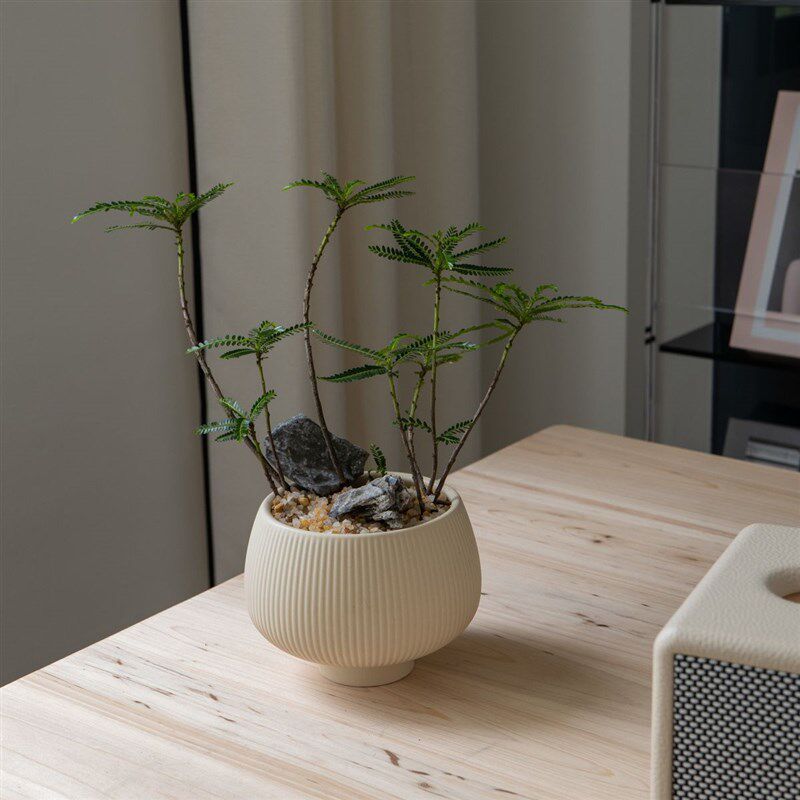 叶下珠绿植盆栽北欧简约风格四季常绿观叶植物阳台客厅净化空气