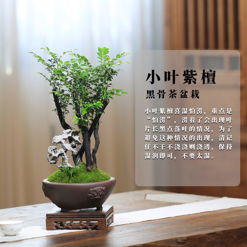 小叶紫檀盆栽黑骨檀植物四季常绿创意盆景室内桌面庭院观叶绿植