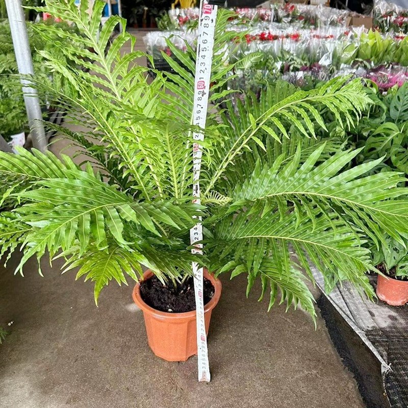 富贵蕨盆栽室内吸甲醛观叶大型植物大型绿植喜阴凉容易养活吉姆厥