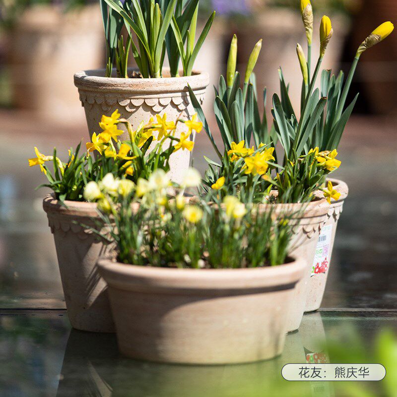 虹越帝罗马郁金香盆朱顶红花盆洋水仙陶盆红陶透气长方形种植盆栽