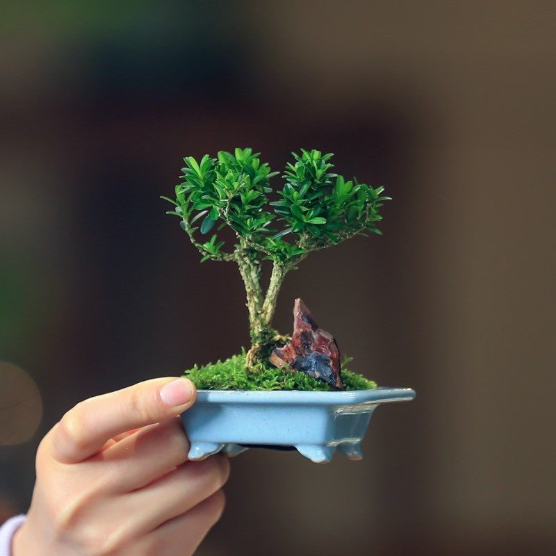 黄杨盆栽迷你小造型创意盆景茶室桌面观叶绿植好养耐旱植物办公室