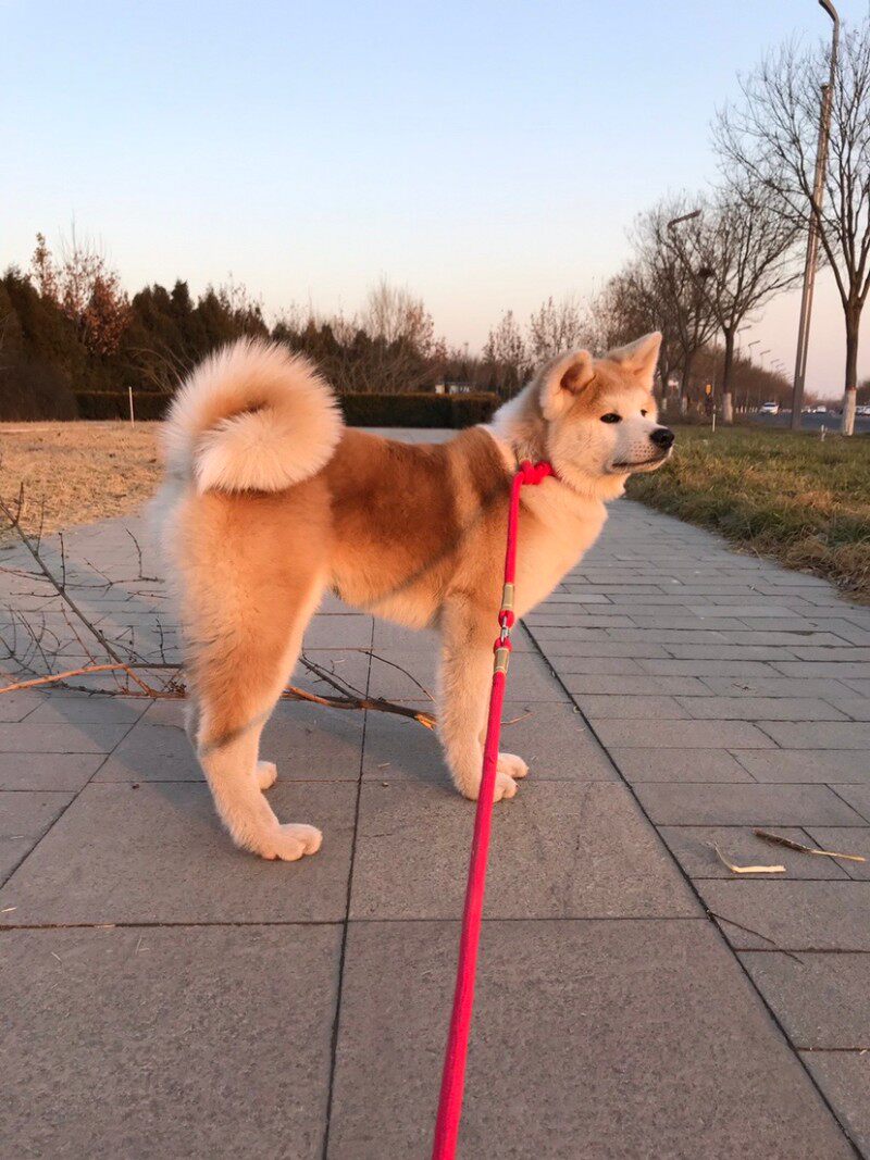 大中小型秋田犬 柴犬专用牵引绳手工制作赛级品质p绳遛狗绳包邮