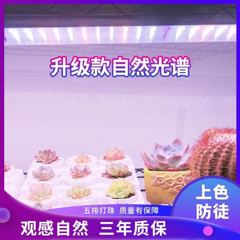 正阳多率绿植花卉全光谱白光补灯光家用上色防徒室内大功肉灯排