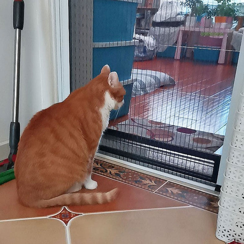 防猫防鼠门帘猫抓围栏封窗折叠护栏推拉式伸缩跳窗网拦猫宠物纱门