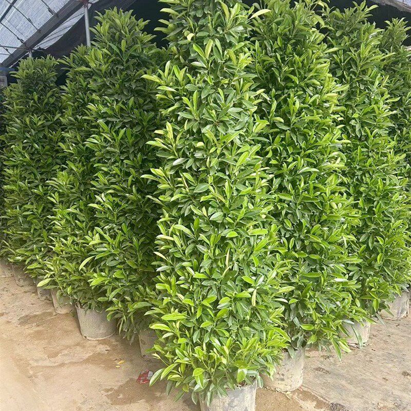 非洲茉莉树苗别墅庭院围墙植物室外大型盆栽绿植盆景四季常青灰莉