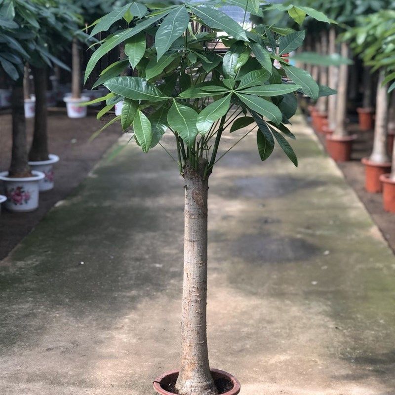发财树辫子盆栽大型绿植吸甲醇客厅北欧净化空气室内办公阳台包邮