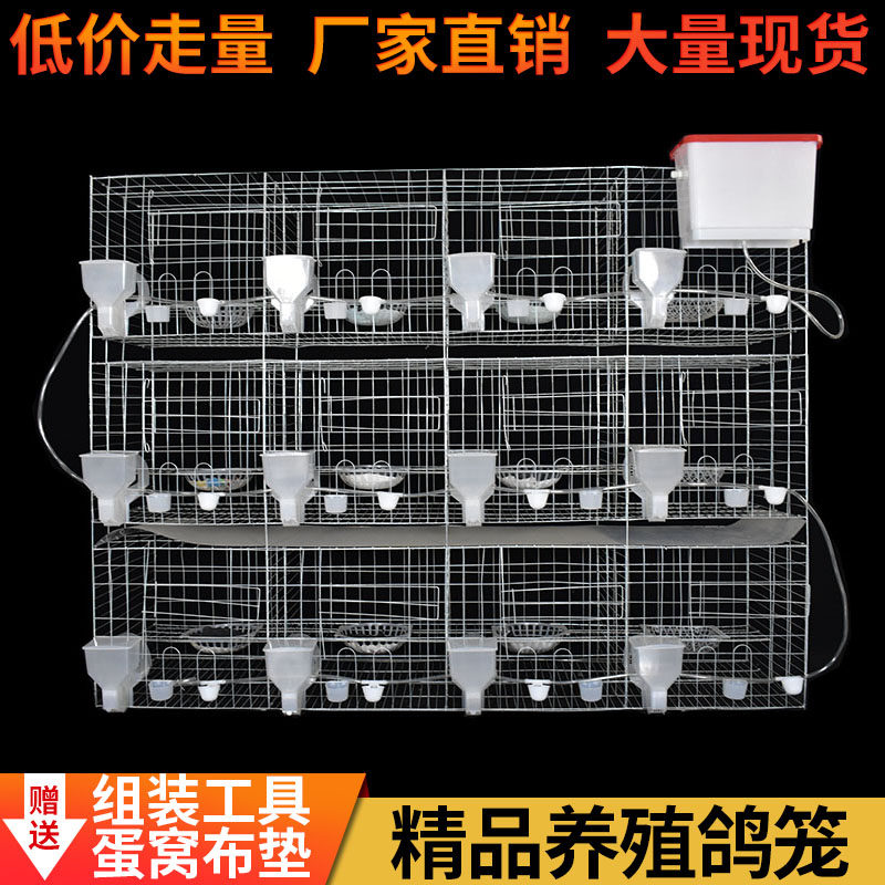 鸽子笼家用特大号鸽子笼子繁殖配对养殖笼肉种鸽元养鸽子专用笼