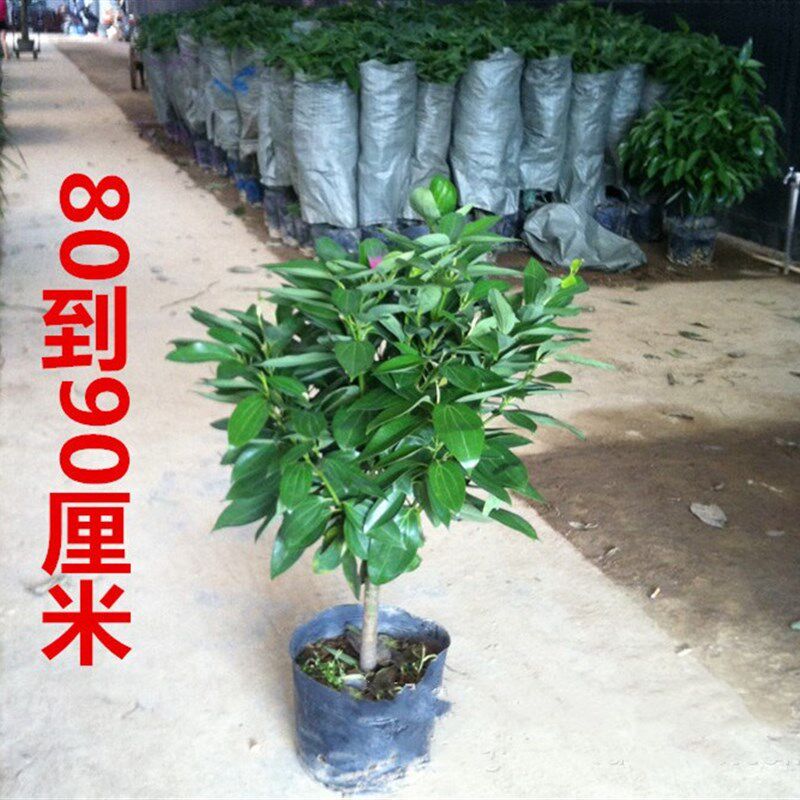 平安树小树苗幸福树小苗盆栽大型绿植室内花卉客厅办公室植物盆景