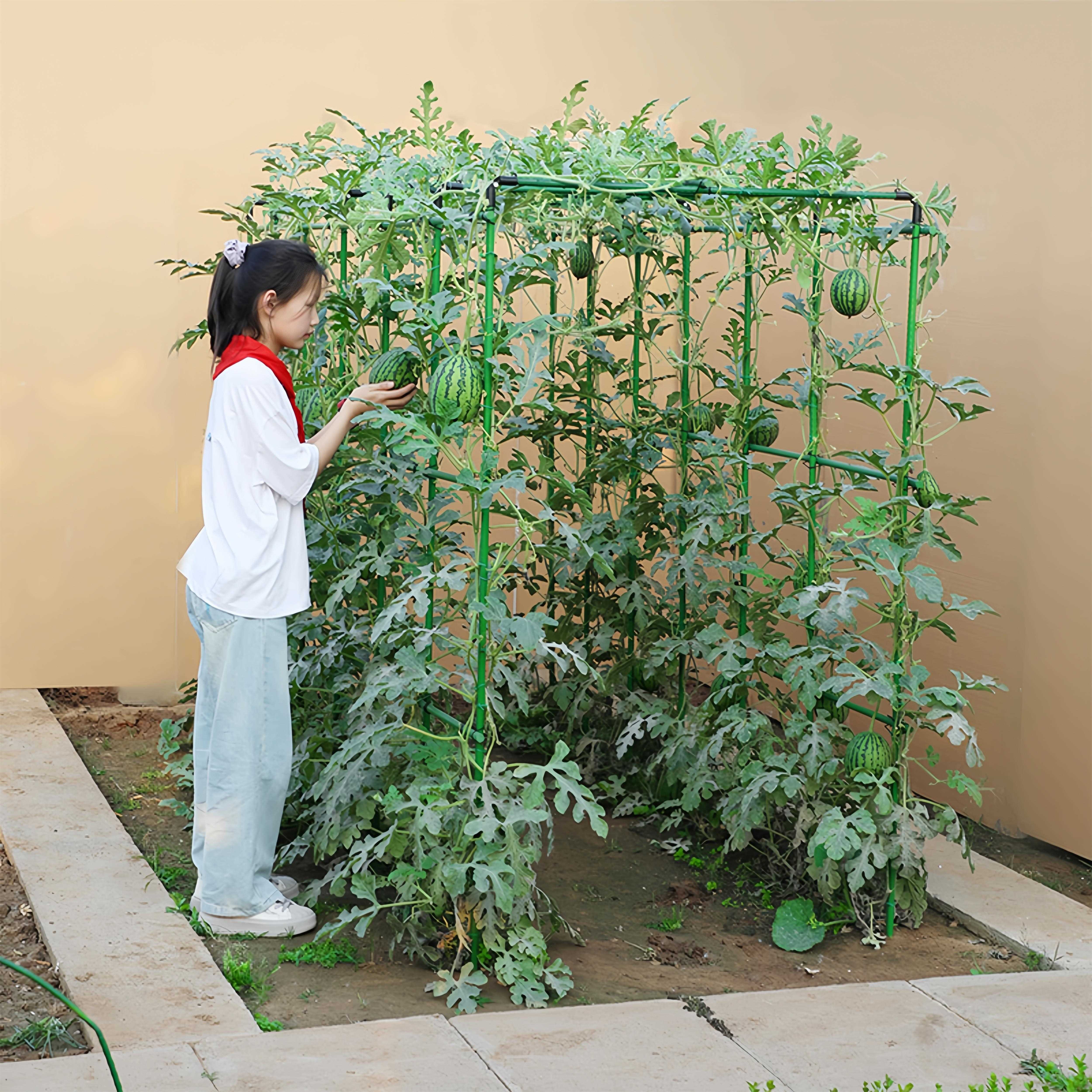 西瓜爬藤架种菜黄瓜豆角支撑杆园艺植物架子丝瓜苦瓜搭棚包塑钢管