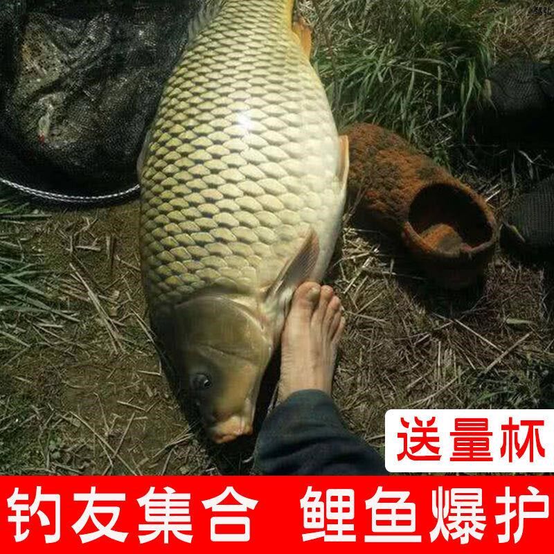 鲤野用料鱼钓黑坑水库鲤鱼专饵饵红薯味鱼饵料一包单开配方鲤鱼饵