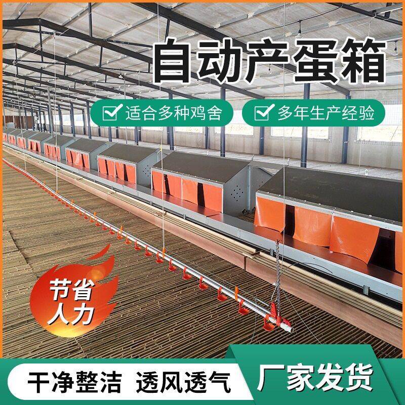 散养土鸡自动产蛋箱镀锌板框架式蛋箱可自动滚式鸡窝蛋箱设备