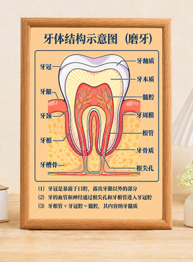 牙科诊所科普装饰画磨牙牙体结构示意图口腔知识宣传相框