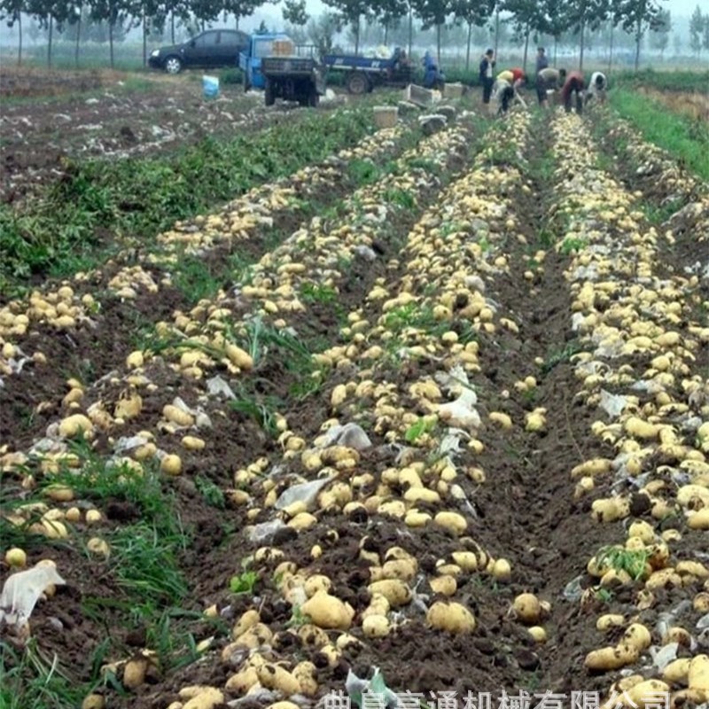 农用土豆收获h机 四轮牵引薯类收获上车机 不破皮蜜薯挖收机