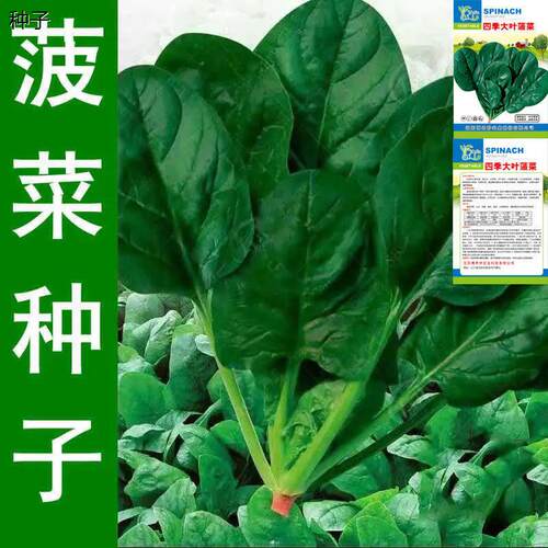 大叶菠菜种子四季蔬菜秋