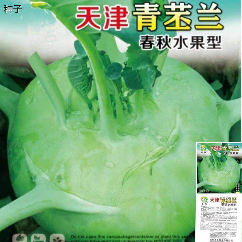 水果绿苤蓝天津青苤蓝种子生吃四季春秋栽培球茎甘蓝种子蔬菜种子