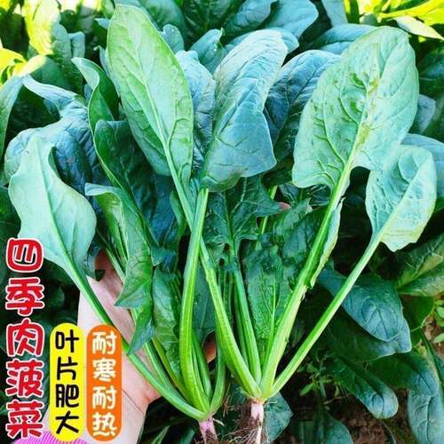 老品种大叶菠菜种子四季阳台盆栽