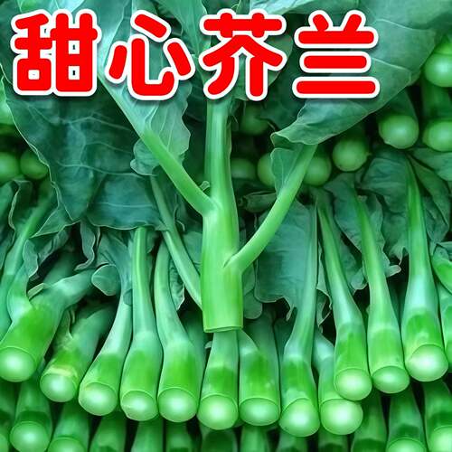 甜心芥兰种子四季阳台高产易种