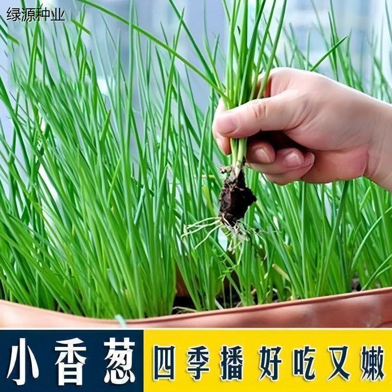 四季小香葱种子籽葱头春季葱种阳台盆栽小葱种植分葱蔬菜种籽孑子