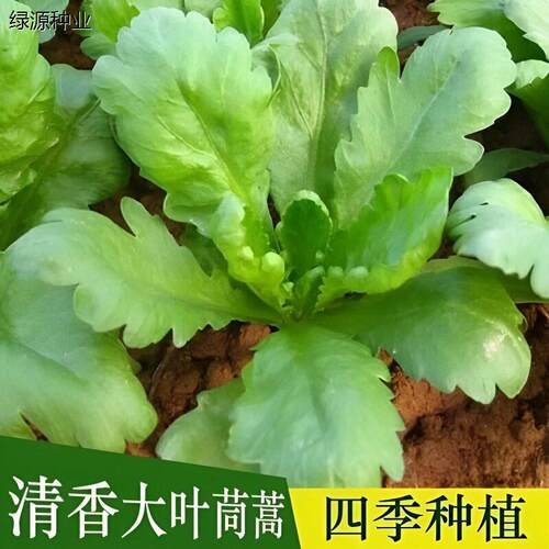 大叶茼蒿菜种子大全农家