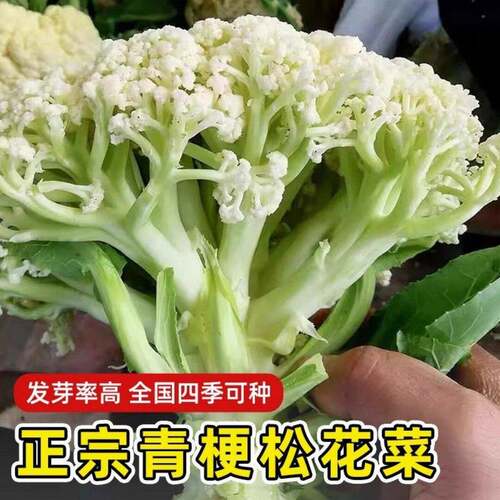 有机青梗松花菜种子阳台庭院散播