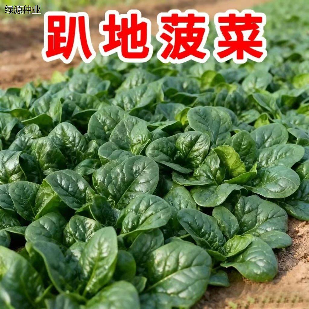 趴地菠菜种子大叶黑圆籽