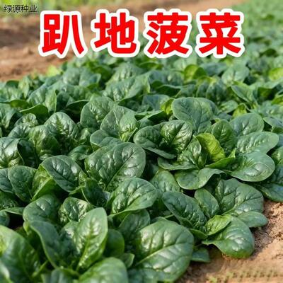 趴地菠菜种子大叶黑圆籽
