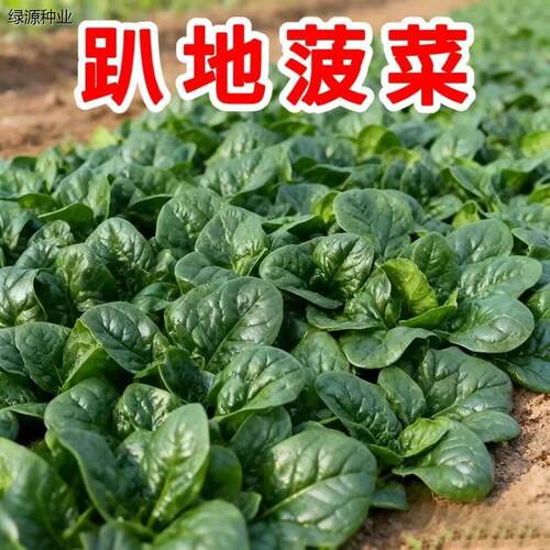 趴地菠菜种子大叶黑圆籽
