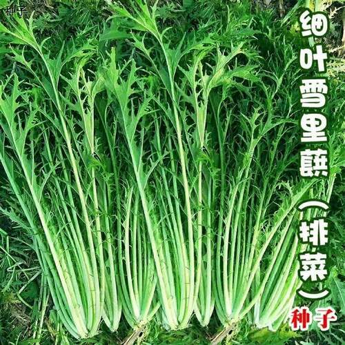 雪里红菜种子蕻菜籽儿南