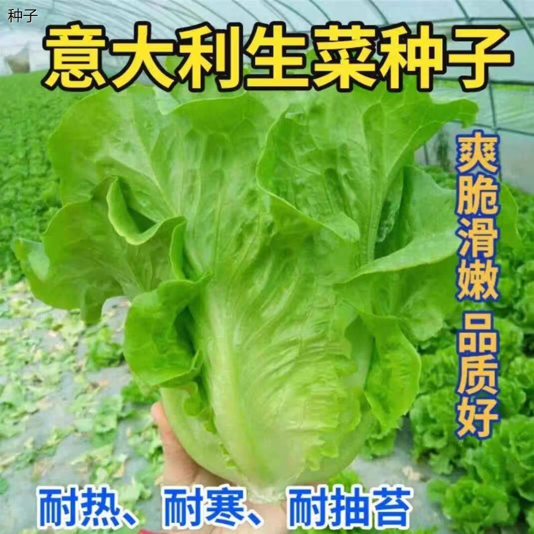 意大利生菜种子耐抽苔种籽专用四季播蔬菜可生吃88vip2元包邮商品