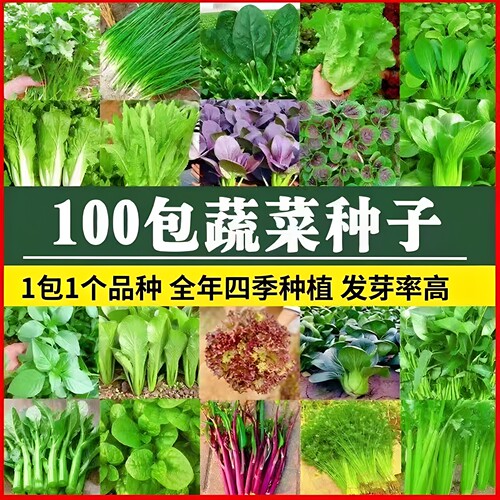 四季播阳台菜园香菜青菜韭菜种子