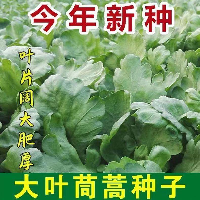 茼蒿菜籽大叶茼蒿种子小叶茼蒿菜苗秋冬耐寒阳台盆栽越冬蔬菜种子