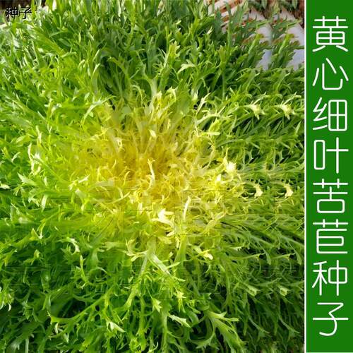 黄心细叶苦苣苦菊种子农