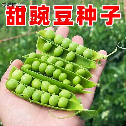 豌豆种子老品种无须高产