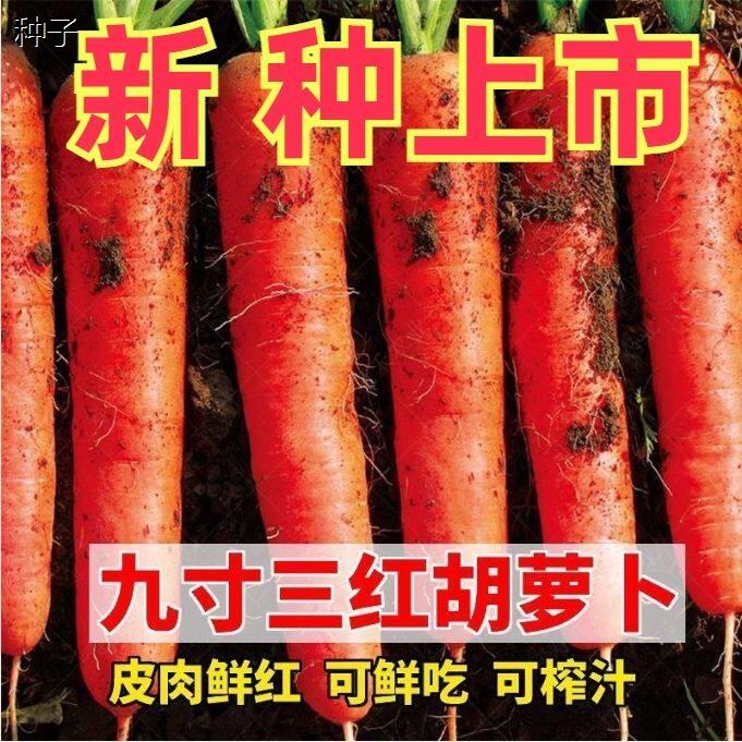 耐热耐寒胡萝卜种红萝卜种子四季播九寸蔬菜88vip2元包邮商品