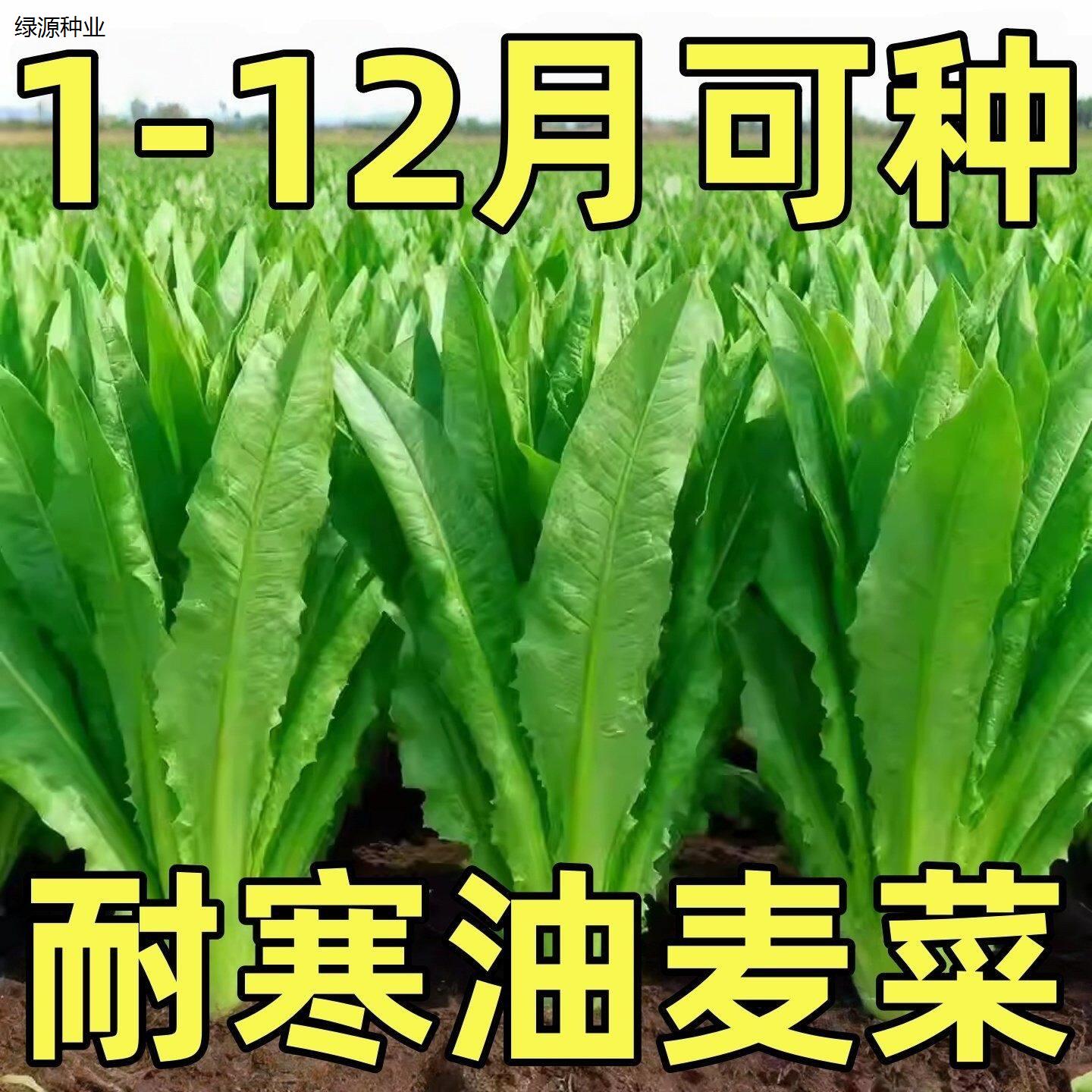 油麦菜种子青麦菜种籽四季抗热耐寒广东莜麦菜籽苦菜生菜蔬菜种孑