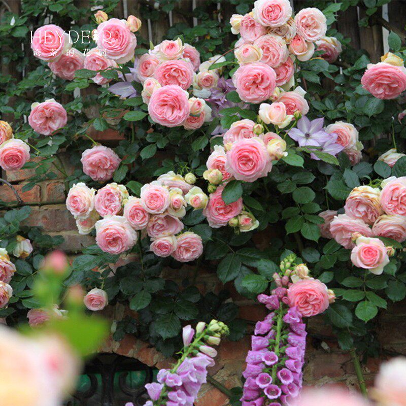 海蒂的花园粉色龙沙宝石藤本月季阳台庭院花架爬藤花卉植物盆栽苗