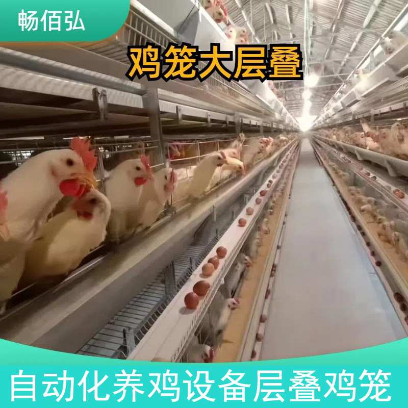 大层叠蛋鸡雏鸡全自动养殖设备鸡笼子自动清粪热镀锌养殖场用