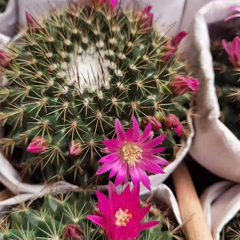 【基地】家居植物花卉盆栽 仙人球多肉植物盆栽 紫光殿