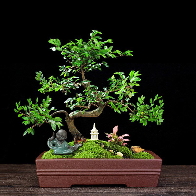 紫砂花盆大号腰圆长方形桌面绿植D盆景盆文竹榕树摆件室内景观
