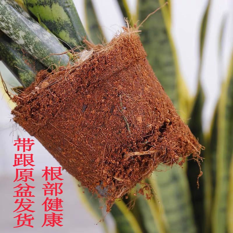 室内绿植虎皮兰吸甲醛植物四季常青水培花盆好养陶瓷Y盆栽花卉盆
