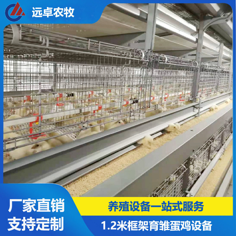 H型养鸡场育雏 湖南衡阳四层H型框架式蛋鸭笼养自动化 精准喂料