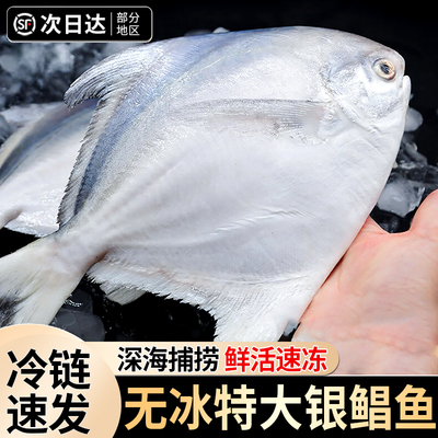 新鲜银鲳鱼冷冻海鲜水产鲜活海鱼