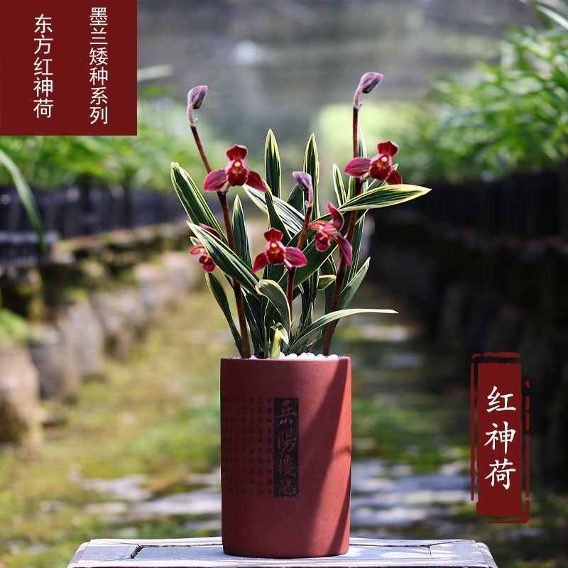 红神荷兰花东方兰花苗墨兰苗金边名贵荷瓣红花盆栽植物室内四季兰
