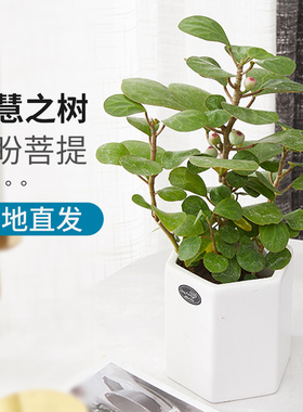 小盼菩提发财树盆栽办公室室内绿植四季常青开业招财带果发货