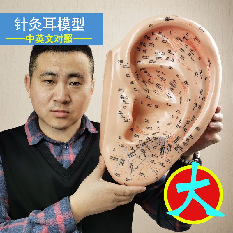 耳朵模型超大号针灸反射区穴位教学工具中医中英文可扎针高清刻字