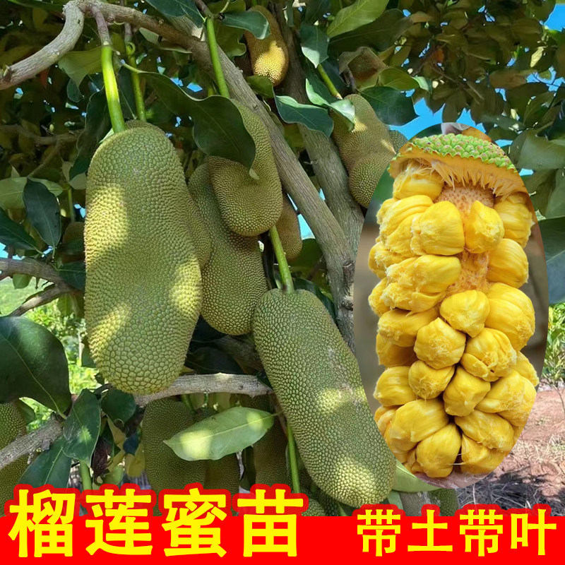 新品种榴莲蜜苗带土发货正宗榴莲蜜树苗南方种植嫁接果树庭院盆栽