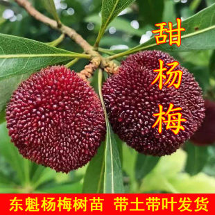 正宗大果东魁杨梅树苗容器苗带土带叶嫁接南方果树苗盆栽黑炭杨梅